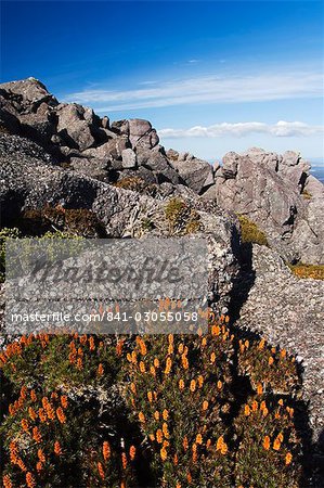 Fleurs de montagne, noir Bluff, Tasmanie, Australie, Pacifique