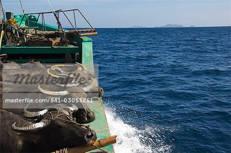 Cargo and passenger ferry from El Nido to Coron Town, with Carabao oxen being transported by ship, Palawan Province, Philippines, Southeast Asia, Asia