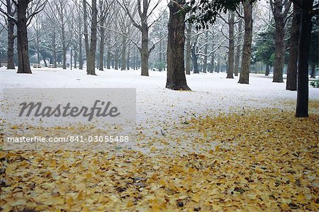 Scène d'hiver, Yoyogi koen (parc), Tokyo, Japon