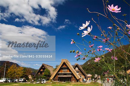 Fleurs du cosmos à l'UNESCO World Heritage Site de Gassho Zukkuri (maisons de toit de chaume), Shirakawago District, Ogi ville, préfecture de Gifu, île de Honshu, Japon, Asie