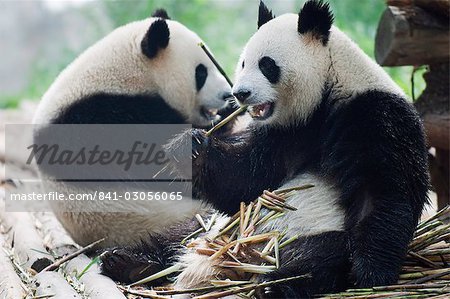 Giant panda mange bambou à la réserve de Panda de Chengdu, Province du Sichuan, en Chine, Asie