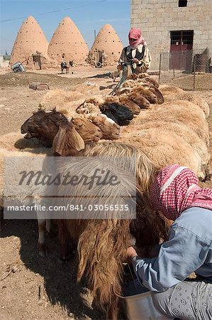 Sheep being milked in front of beehive houses built of brick and mud, Srouj village, Syria, Middle East