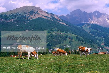 Cows grazing at Monte Pana and Leodle Geisler Odles range in background, Val Gardena, Dolomites, Alto Adige, Italy, Europe