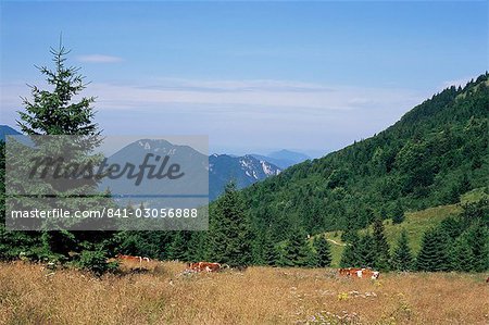 Vaches au col de Medziholie, de 1185m et de pics au-dessus de Vrátna Dolina (vallée), Mala Fatra montagnes, Slovaquie, Europe Vaches au col de Medziholie, de 1185m et de pics au-dessus de Vrátna Dolina (vallée), Mala Fatra montagnes, Slovaquie, Europe