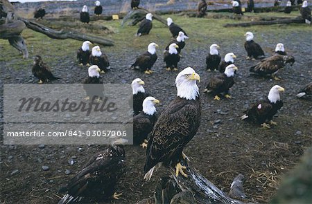 Aigle à tête blanche (Haliaetus leucocephalus) en février, Homer Spit, Alaska, États-Unis d'Amérique, l'Amérique du Nord