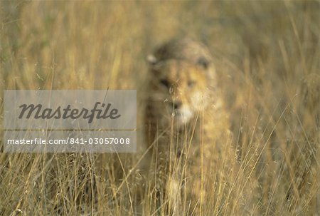 Cheetah stalking, Namibia, Africa