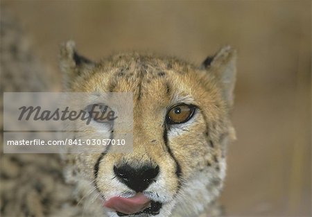 Tête d'un guépard, Namibie, Afrique