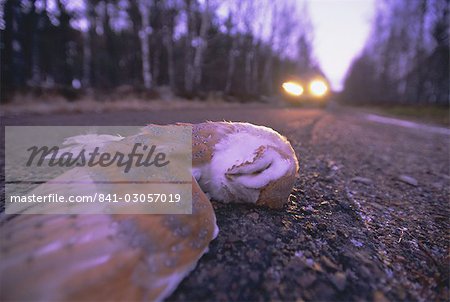 Accident de route, effraie des clochers morts sur la route en hiver, Ecosse, Royaume-Uni, Europe