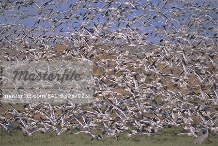 Snow geese in winter, Bosque del Apache, New Mexico, United States of America, North America