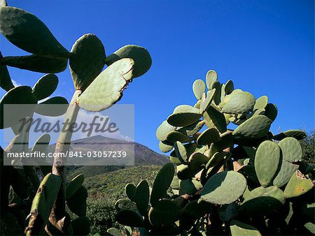Cactus, île de Stromboli, Iles Eolie (Iles Eoliennes), l'UNESCO World Heritage Site (Italie), Méditerranée, Europe Cactus, île de Stromboli, Iles Eolie (Iles Eoliennes), l'UNESCO World Heritage Site (Italie), Méditerranée, Europe