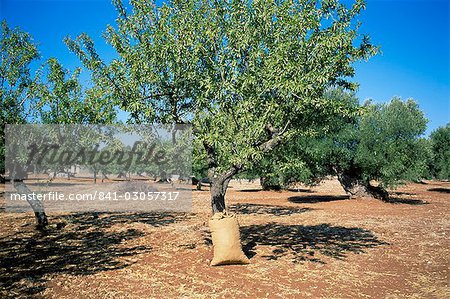 Olive grove, Puglia, Italy, Europe