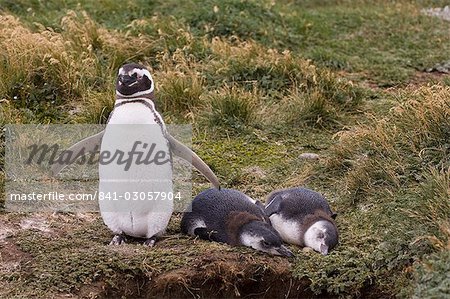 Magellan-Pinguin-Kolonie, Seno Otway, Patagonien, Chile, Südamerika