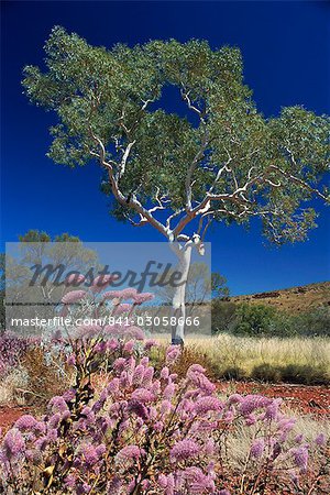 Mulla mulla fleurs sauvages et arbres d'eucalyptus, Parc National de Karijini, Pilbara, Australie-occidentale, Australie, Pacifique Mulla mulla fleurs sauvages et arbres d'eucalyptus, Parc National de Karijini, Pilbara, Australie-occidentale, Australie, Pacifique