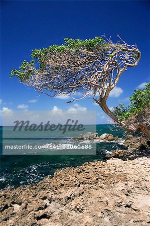 Divi divi arbres, Cudarebe Point, Aruba, Antilles, Antilles néerlandaises, l'Amérique centrale