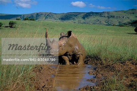 White rhino (Rhinoceros simum) cooling off, Itala Game Reserve, South Africa, Africa