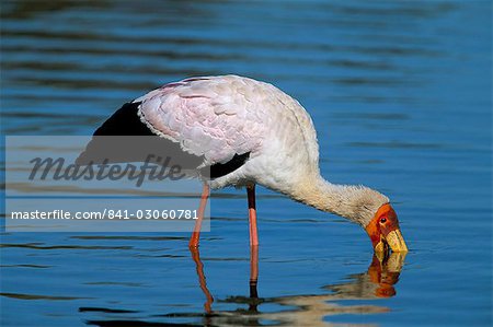 Cigogne à bec jaune (Mycteria ibis), Parc National de Kruger, Afrique du Sud, Afrique