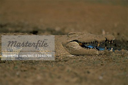 Crocodile du Nil (Crocodylus niloticus), le Parc National Kruger, Afrique du Sud, Afrique Crocodile du Nil (Crocodylus niloticus), le Parc National Kruger, Afrique du Sud, Afrique