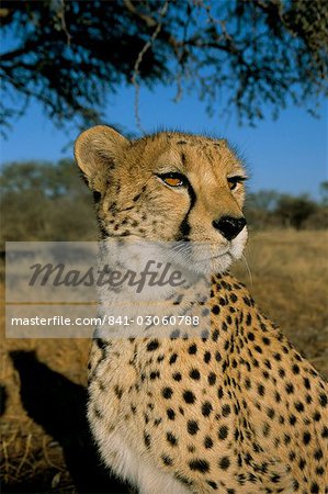 Guépard (Acinonyx jubatus) en captivité, Namibie, Afrique Guépard (Acinonyx jubatus) en captivité, Namibie, Afrique