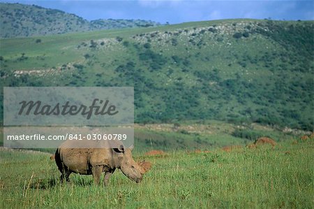 White rhino (Ceratotherium simum), Itala Game Reserve, KwaZulu Natal, South Africa, Africa