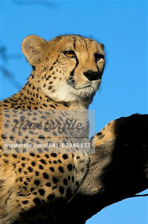 En captivité guépard (Acinonyx jubatus) dans un arbre, Namibie, Afrique En captivité guépard (Acinonyx jubatus) dans un arbre, Namibie, Afrique