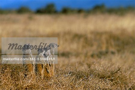 Suricates (suricates) (Suricata suricatta), Parc National Addo, Afrique du Sud, Afrique