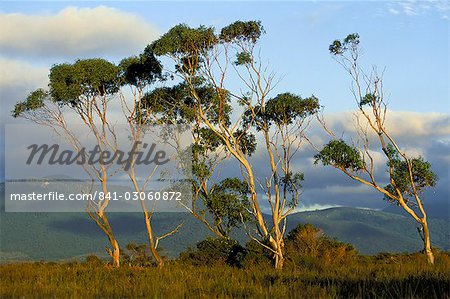 Eukalyptus-Bäume im Abendlicht, Wilsons Promontory National Park, Victoria, Australien, Pazifik