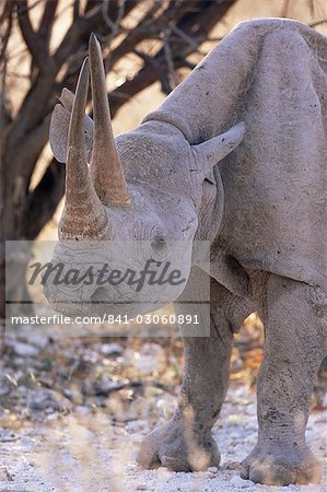 Rhinocéros (Diceros bicornis), noir d'Etosha, Namibie, Afrique Rhinocéros (Diceros bicornis), noir d'Etosha, Namibie, Afrique