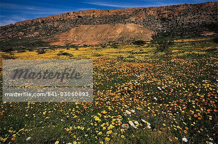 Printemps fleurs sauvages, Western Cape, Afrique du Sud, Afrique