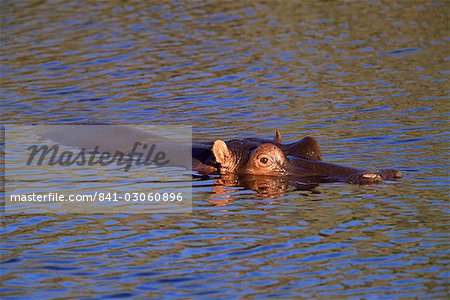 Commun hippopotame (Hippopotamus amphibius), Parc National de Kruger, Afrique du Sud, Afrique Commun hippopotame (Hippopotamus amphibius), Parc National de Kruger, Afrique du Sud, Afrique