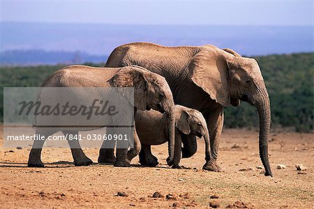 Éléphants d'Afrique (Loxodonta africana), Addo Elephant National Park, Afrique du Sud, Afrique