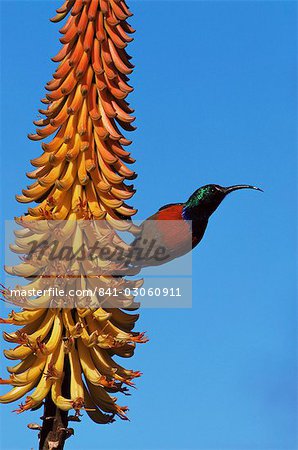 Une plus grande doublecollared sunbird (Nectarinia afra), plus grand parc National Addo, Afrique du Sud, Afrique