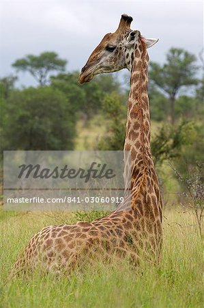 Girafe, Giraffa camelopardalis, Kruger National Park, Mpumalanga, Afrique du Sud, Afrique Girafe, Giraffa camelopardalis, Kruger National Park, Mpumalanga, Afrique du Sud, Afrique