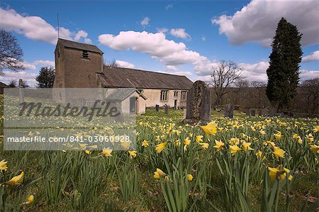 Wild daffodils, Narcissus pseudonarcissus, in St Anthony's churchyard, Cartmel Fell in the Lake District, Cumbria, England, United Kingdom, Europe