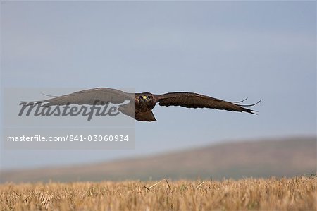 Bussard (Buteo Buteo), Ackerland, Gefangenschaft, überfliegen, Cumbria, England, Vereinigtes Königreich, Europa