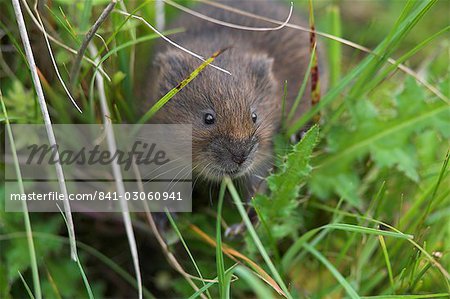 Schermaus (Arvicola Terrestris), Alston Moor, Cumbria, England, Vereinigtes Königreich, Europa