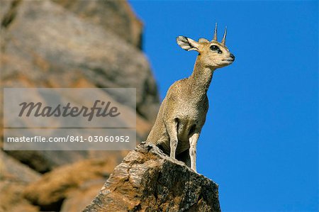 Oréotrague (Oreotragus oreotragus), Augrabies Falls, Afrique du Sud, Afrique Oréotrague (Oreotragus oreotragus), Augrabies Falls, Afrique du Sud, Afrique