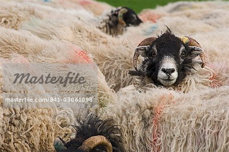 Ewes at Haresceugh Castle, Pennines, Cumbria, England, United Kingdom, Europe