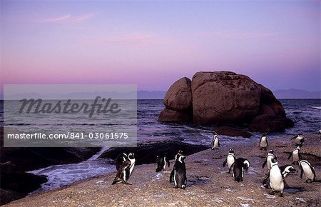 African (Jackass) penguins, (Sphensiscus demersus), Cape Town, South Africa, Africa