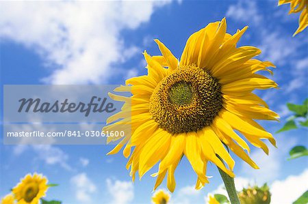 Sunflower, Helianthus species, Bielefeld, North Rhine-Westphalia, Germany, Europe