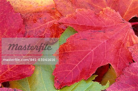 Maple leaves in fall, Bielefeld, Germany, Europe