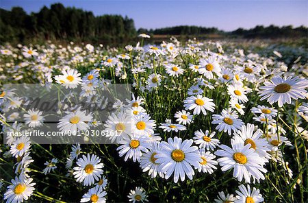 Daisy, Leucanthemum Vernale, Hiller Moor, Luebbecke, Deutschland, Europa