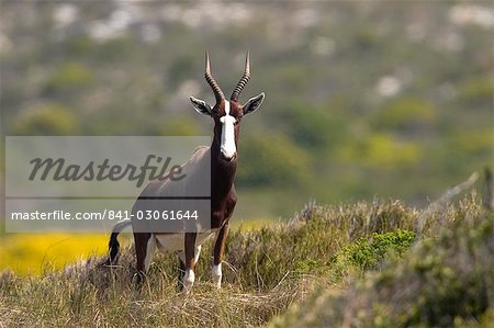 Blesbok, bontebok, Damaliscus dorcas, Cape of Good Hope, South Africa, Africa