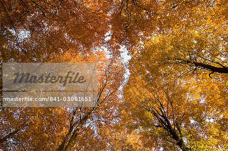 Baum Buchenwald im Herbst, Senne, Nordrhein Westfalen, Deutschland, Europa
