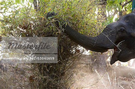 Éléphant indien (Elephus maximus) manger, Parc National de Bandhavgarh, Madhya Pradesh, l'état en Inde, Asie