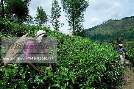 Tee-PflückerInnen arbeiten in einer Plantage in der Nähe von Ella, Sri Lanka, Asien