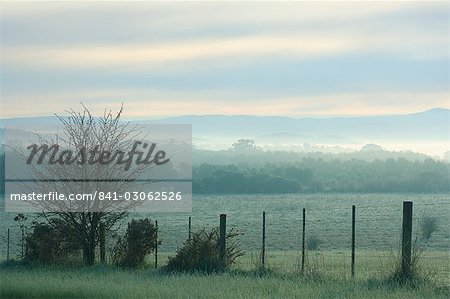 Hiver matin, Yarra Valley, Victoria, Australie, Pacifique