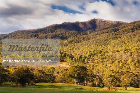 Forêt d'eucalyptus, Parc National de Kosciuszko, New South Wales, Australie, Pacifique Forêt d'eucalyptus, Parc National de Kosciuszko, New South Wales, Australie, Pacifique