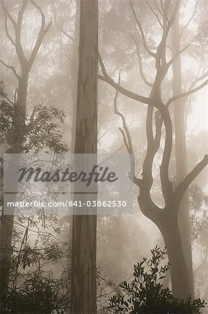 Mountain ash forest and morning fog, Mount Macedon, Victoria, Australia, Pacific