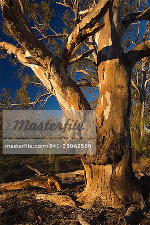 Rivière red gum tree, le Parc National Hattah-Kulkyne, Victoria, Australie, Pacifique