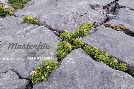 Plants growing amongst the limestone pavement, The Burren, County Clare, Munster, Republic of Ireland, Europe